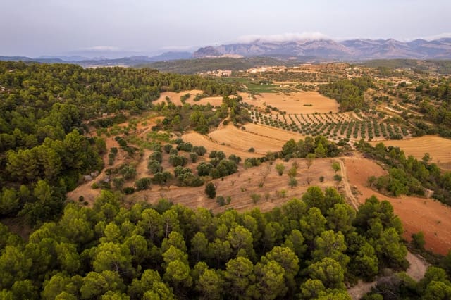 Grond te koop in Lledó - € 65.000 (Ref: 9997146)