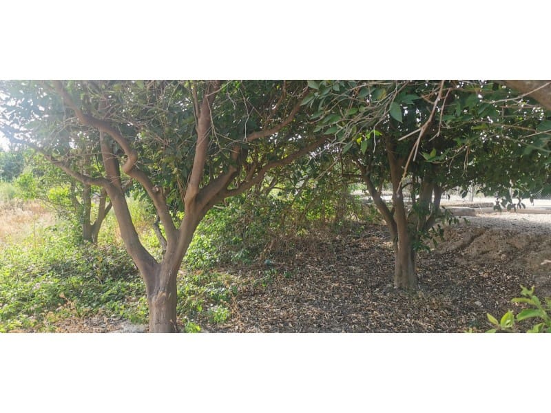 Undeveloped Land for sale in Benferri - € 48,000 (Ref: 9922676)