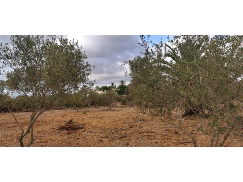 Undeveloped Land for sale in La Marina - € 143,000 (Ref: 9922677)