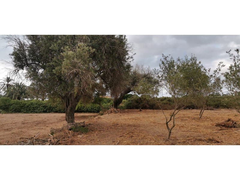Undeveloped Land for sale in La Marina - € 143,000 (Ref: 9922677)