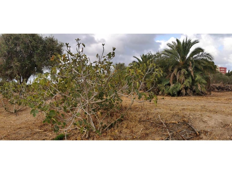 Undeveloped Land for sale in La Marina - € 143,000 (Ref: 9922677)