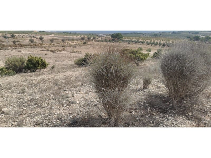 Terreno Non Edificato in vendita in Salinas - 105.000 € (Rif: 9922679)
