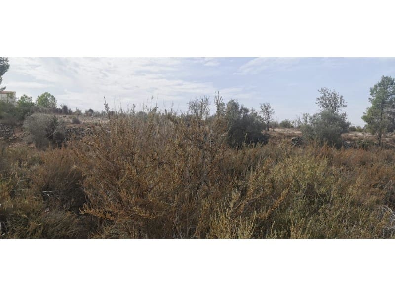 Terreno Non Edificato in vendita in Salinas - 105.000 € (Rif: 9922679)