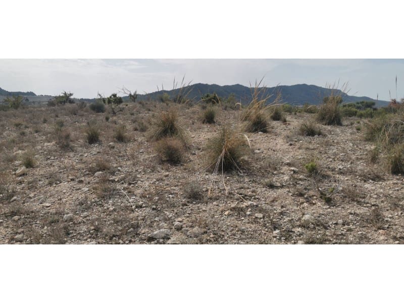 Terreno Non Edificato in vendita in Salinas - 105.000 € (Rif: 9922679)