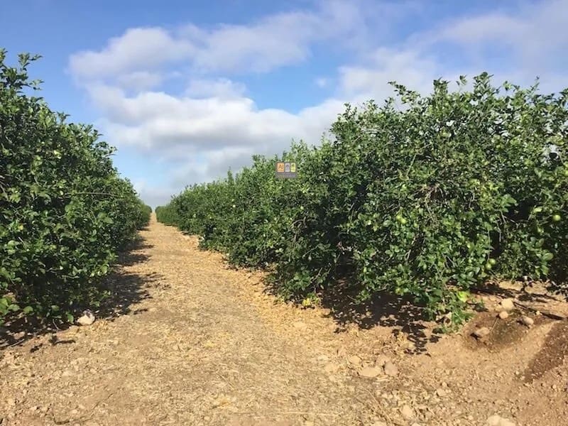 Undeveloped Land for sale in Altea - € 135,700 (Ref: 10007973)