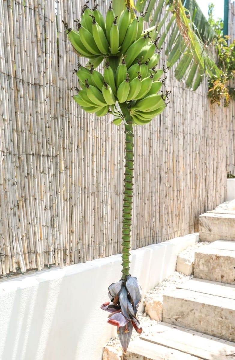 4 chambre Villa/Maison à vendre à Javea / Xabia avec piscine garage - 1 875 000 € (Ref: 10074675)