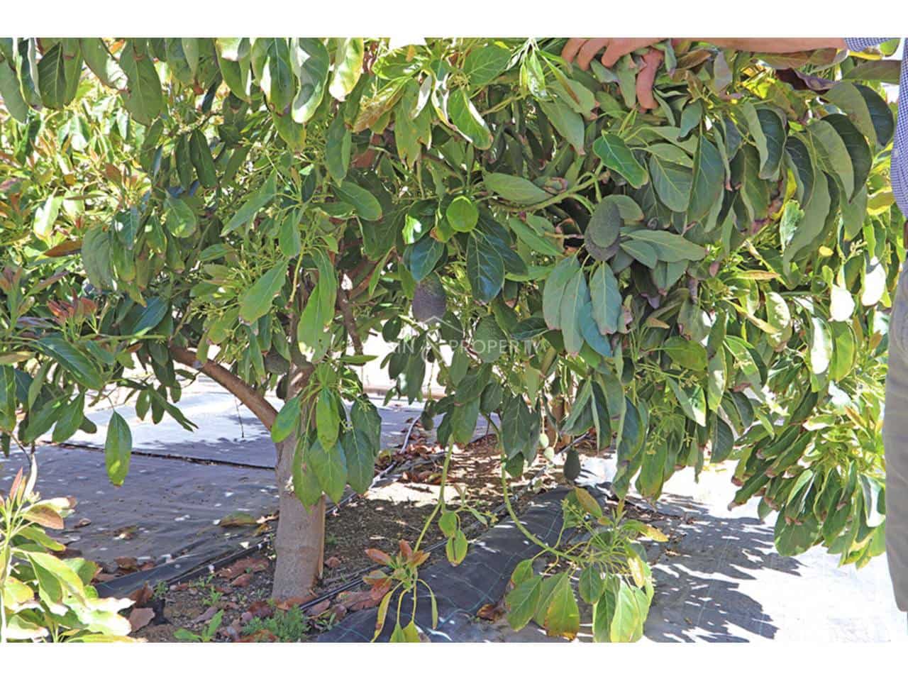 2 sovrum Finca/Hus på landet till salu i Torrent med pool - 349 000 € (Ref: 9788071)