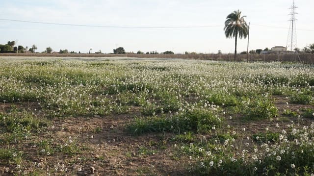 Solar/Parcela en Las Bayas, Elche / Elx en venta - 165.500 € (Ref: 10055631)