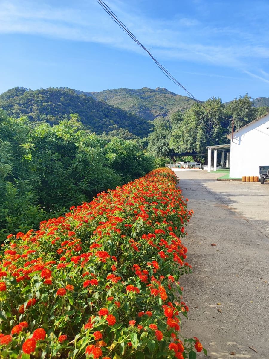 3 bedroom Finca/Country House for sale in Coin - € 1,100,000 (Ref: 9898432)