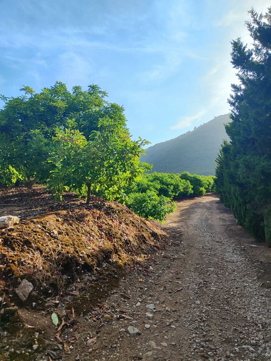 3 bedroom Finca/Country House for sale in Coin - € 1,100,000 (Ref: 9898432)
