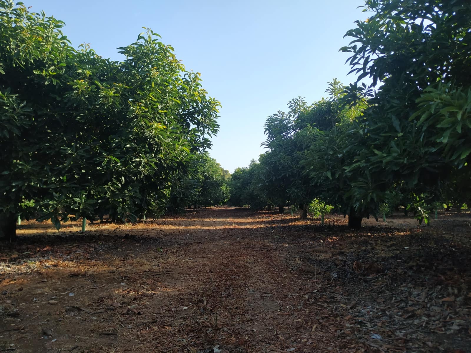 3 bedroom Finca/Country House for sale in Coin - € 1,100,000 (Ref: 9898432)