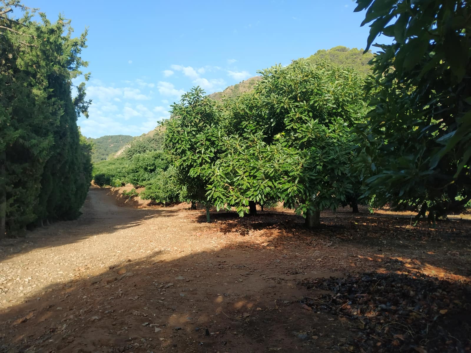 3 bedroom Finca/Country House for sale in Coin - € 1,100,000 (Ref: 9898432)