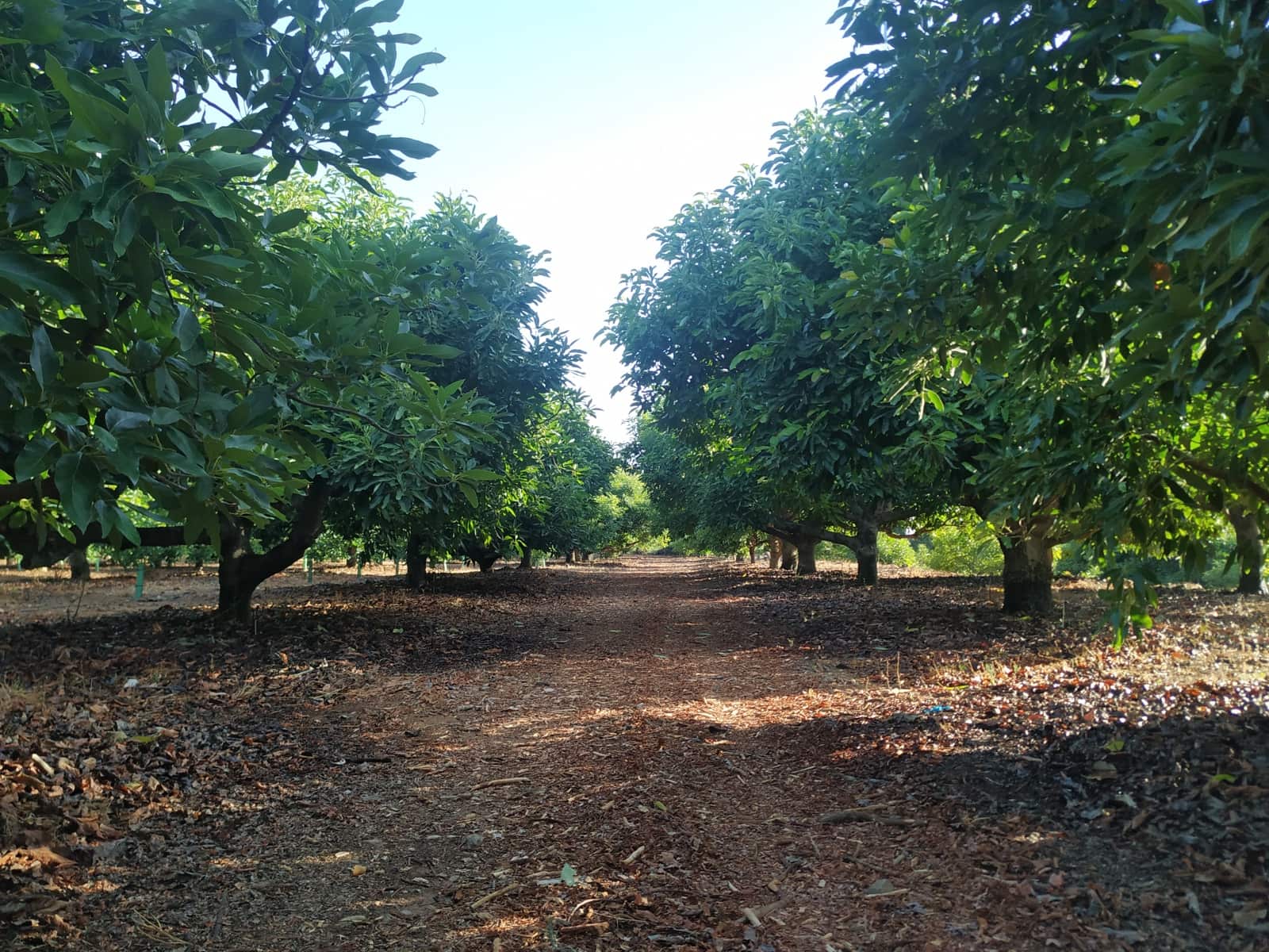 3 bedroom Finca/Country House for sale in Coin - € 1,100,000 (Ref: 9898432)