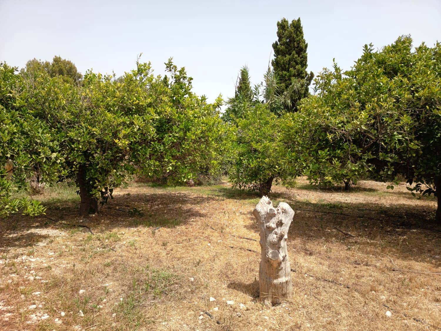 3 sypialnia Willa na sprzedaż w Miasto Alicante / Alacant z basenem garażem - 375 000 € (Ref: 9967978)