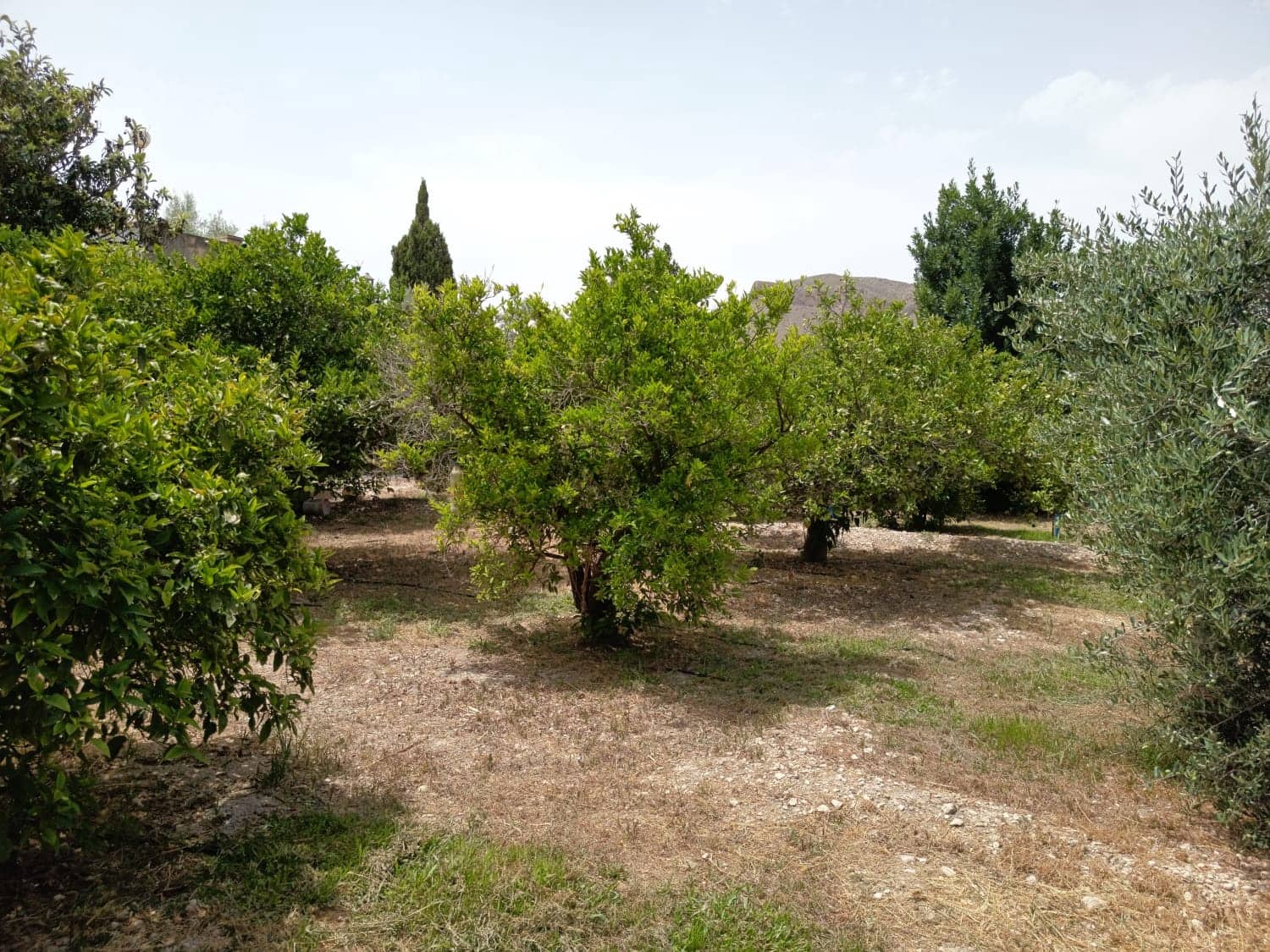 3 sypialnia Willa na sprzedaż w Miasto Alicante / Alacant z basenem garażem - 375 000 € (Ref: 9967978)