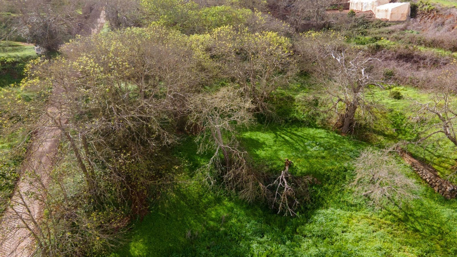 Undeveloped Land for sale in El Rosario - € 78,000 (Ref: 9975781)