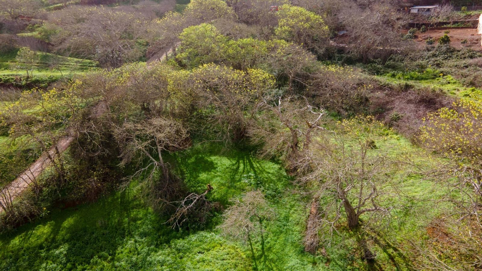 Undeveloped Land for sale in El Rosario - € 78,000 (Ref: 9975781)