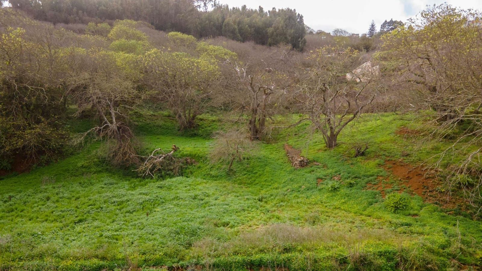 Undeveloped Land for sale in El Rosario - € 78,000 (Ref: 9975781)
