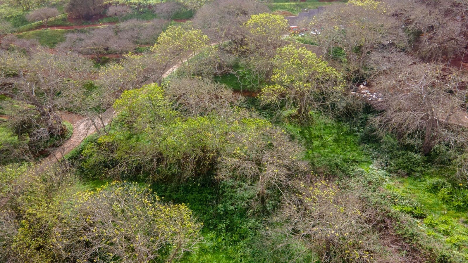 Undeveloped Land for sale in El Rosario - € 78,000 (Ref: 9975781)