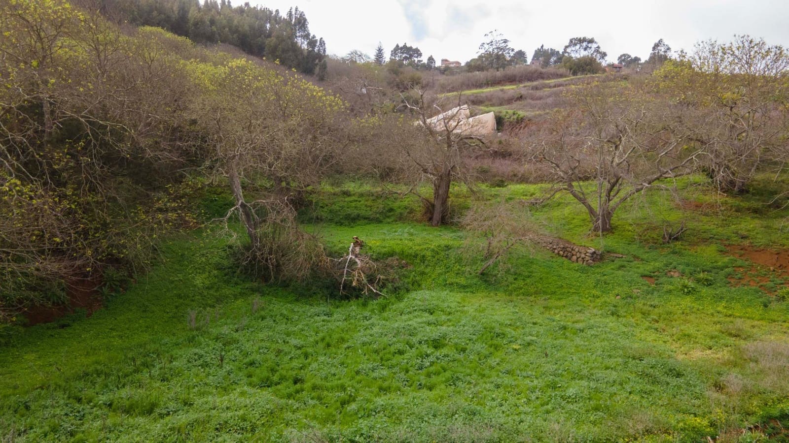 Undeveloped Land for sale in El Rosario - € 78,000 (Ref: 9975781)