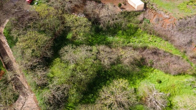 Ubebygd land til salgs i El Rosario - € 78 000 (Ref: 9975781)