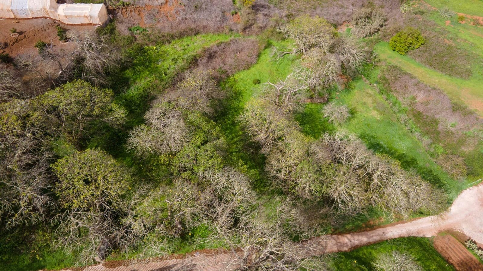 Undeveloped Land for sale in El Rosario - € 78,000 (Ref: 9975781)