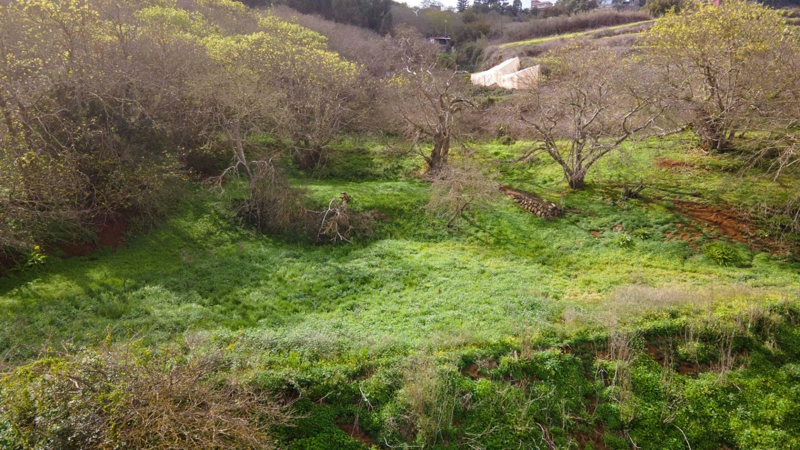 Undeveloped Land for sale in El Rosario - € 78,000 (Ref: 9975781)