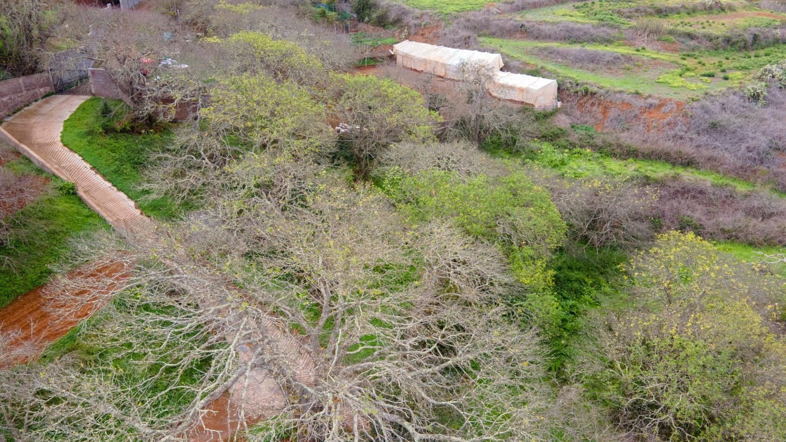 Undeveloped Land for sale in El Rosario - € 78,000 (Ref: 9975781)