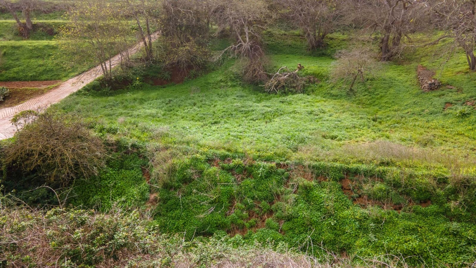 Undeveloped Land for sale in El Rosario - € 78,000 (Ref: 9975781)