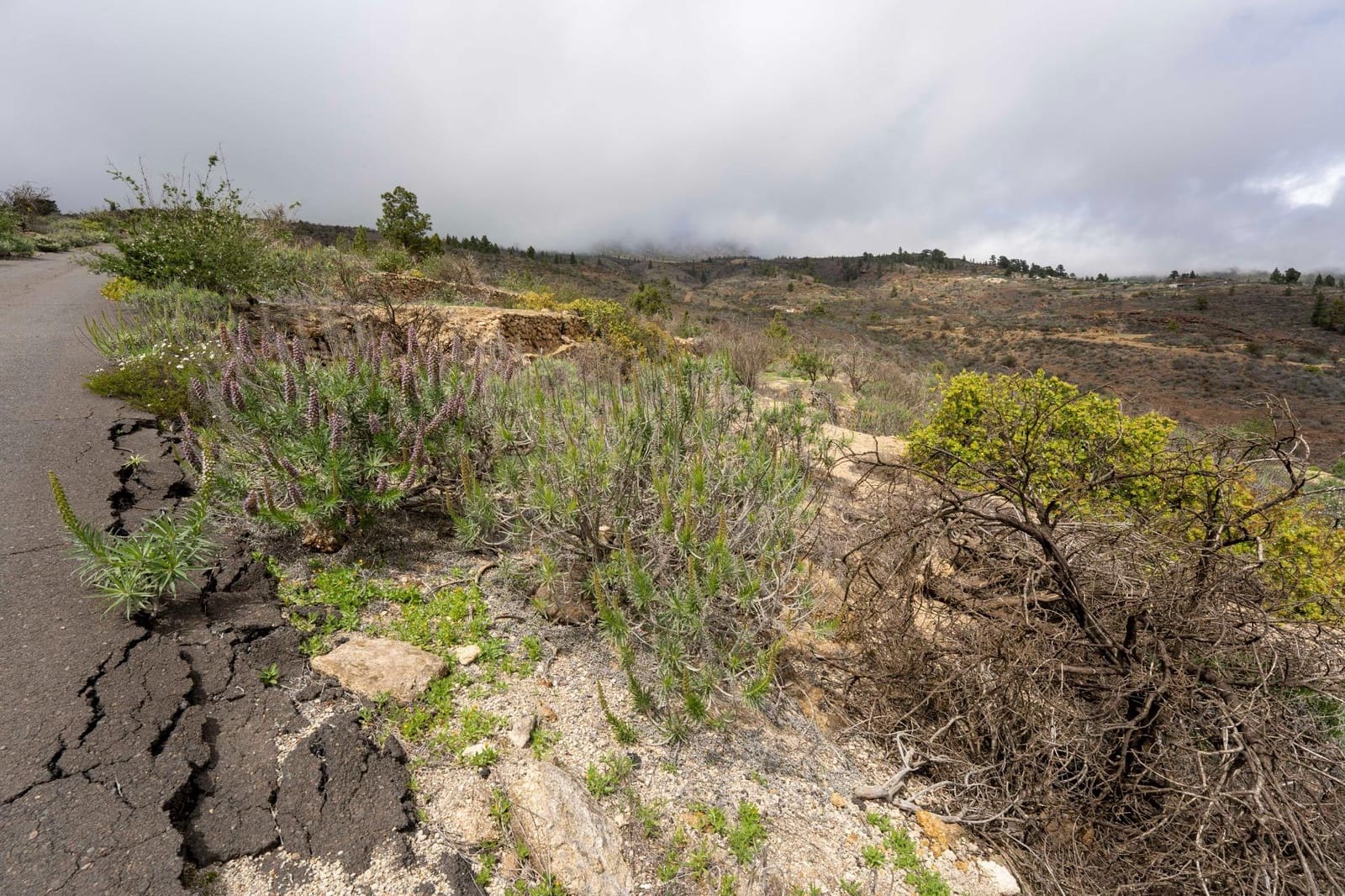 Undeveloped Land for sale in Fasnia - € 32,500 (Ref: 9975783)