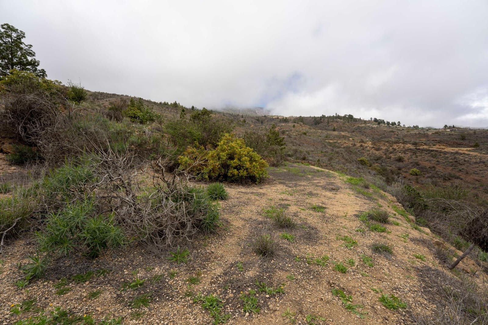 Undeveloped Land for sale in Fasnia - € 32,500 (Ref: 9975783)