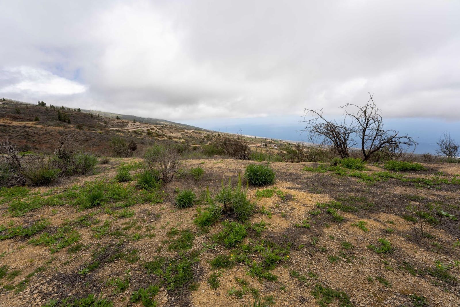 Undeveloped Land for sale in Fasnia - € 32,500 (Ref: 9975783)