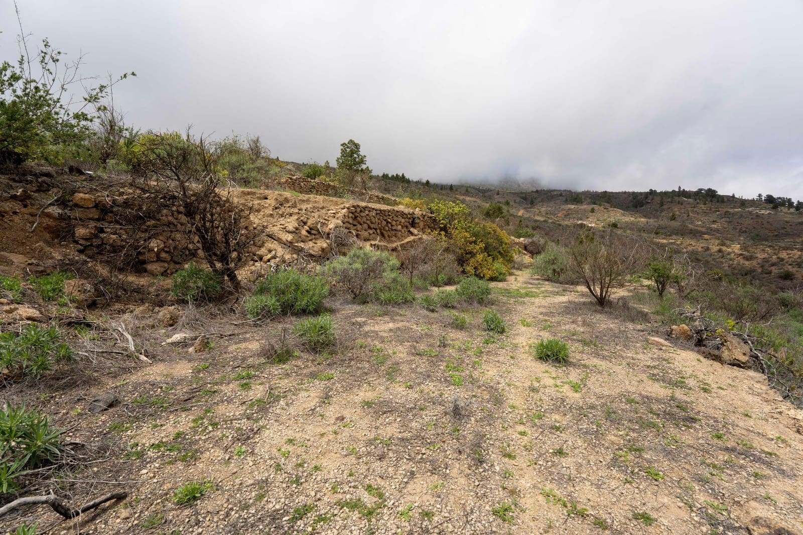 Undeveloped Land for sale in Fasnia - € 32,500 (Ref: 9975783)