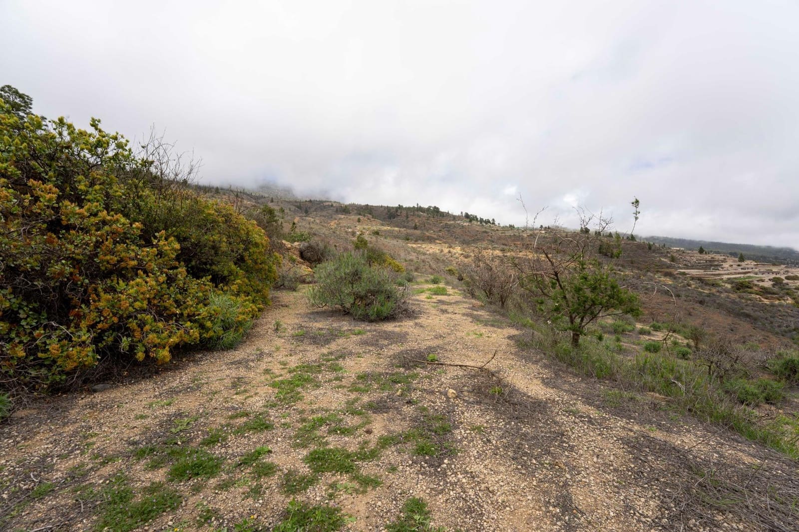 Undeveloped Land for sale in Fasnia - € 32,500 (Ref: 9975783)