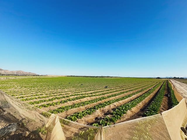 Terreno/Finca Rústica en Torre-Pacheco en venta - 190.000 € (Ref: 9977590)