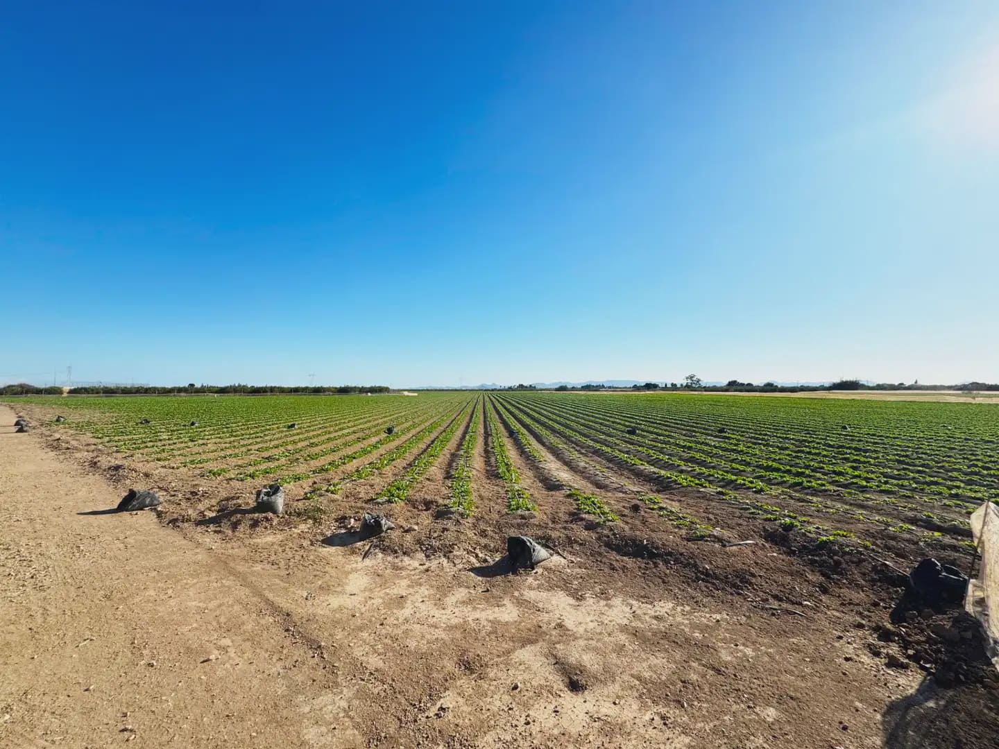 Grunde uden byggetilladelser til salg i Torre-Pacheco - € 190.000 (Ref: 9977590)