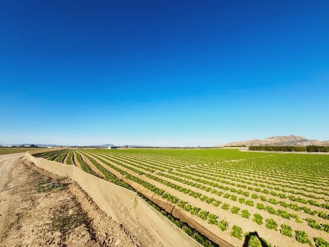 Terreno/Finca Rústica en Torre-Pacheco en venta - 190.000 € (Ref: 9977590)
