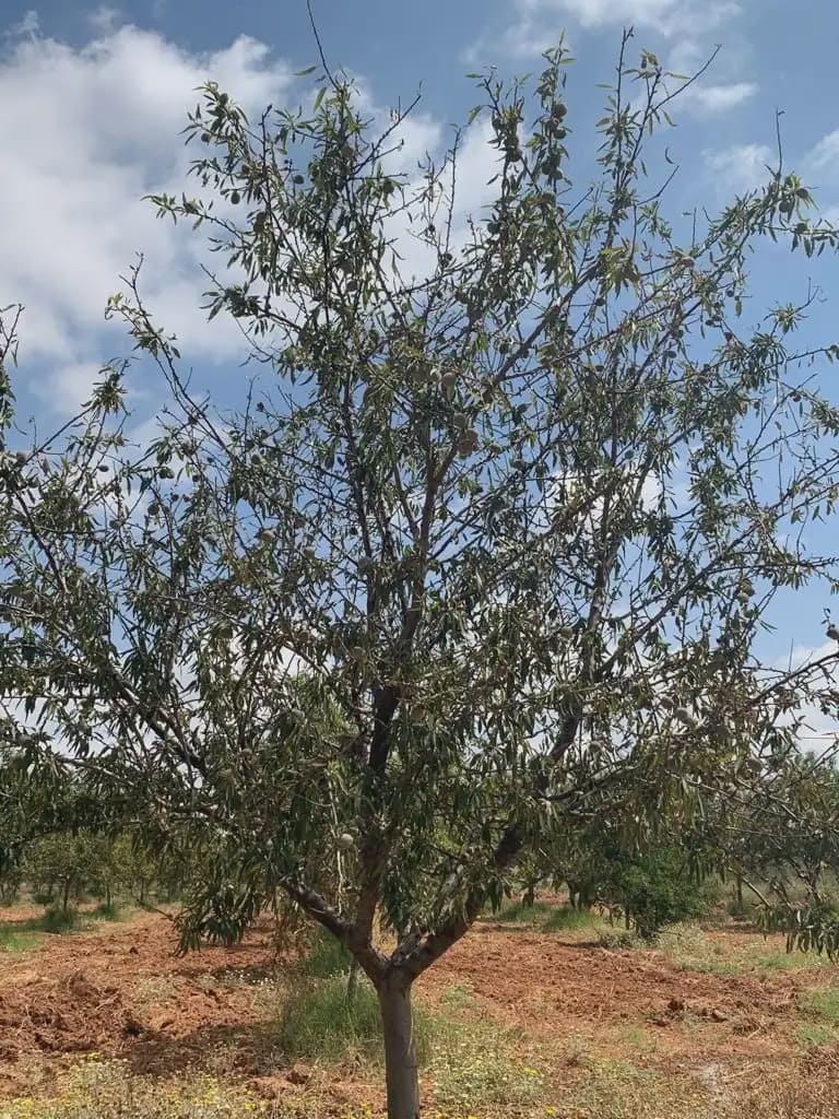 Teren niezagospodarowany na sprzedaż w La Aljorra - 31 000 € (Ref: 10009379)