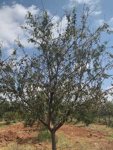 Teren niezagospodarowany na sprzedaż w La Aljorra, Kartagena - 31 000 € (Ref: 10009379)