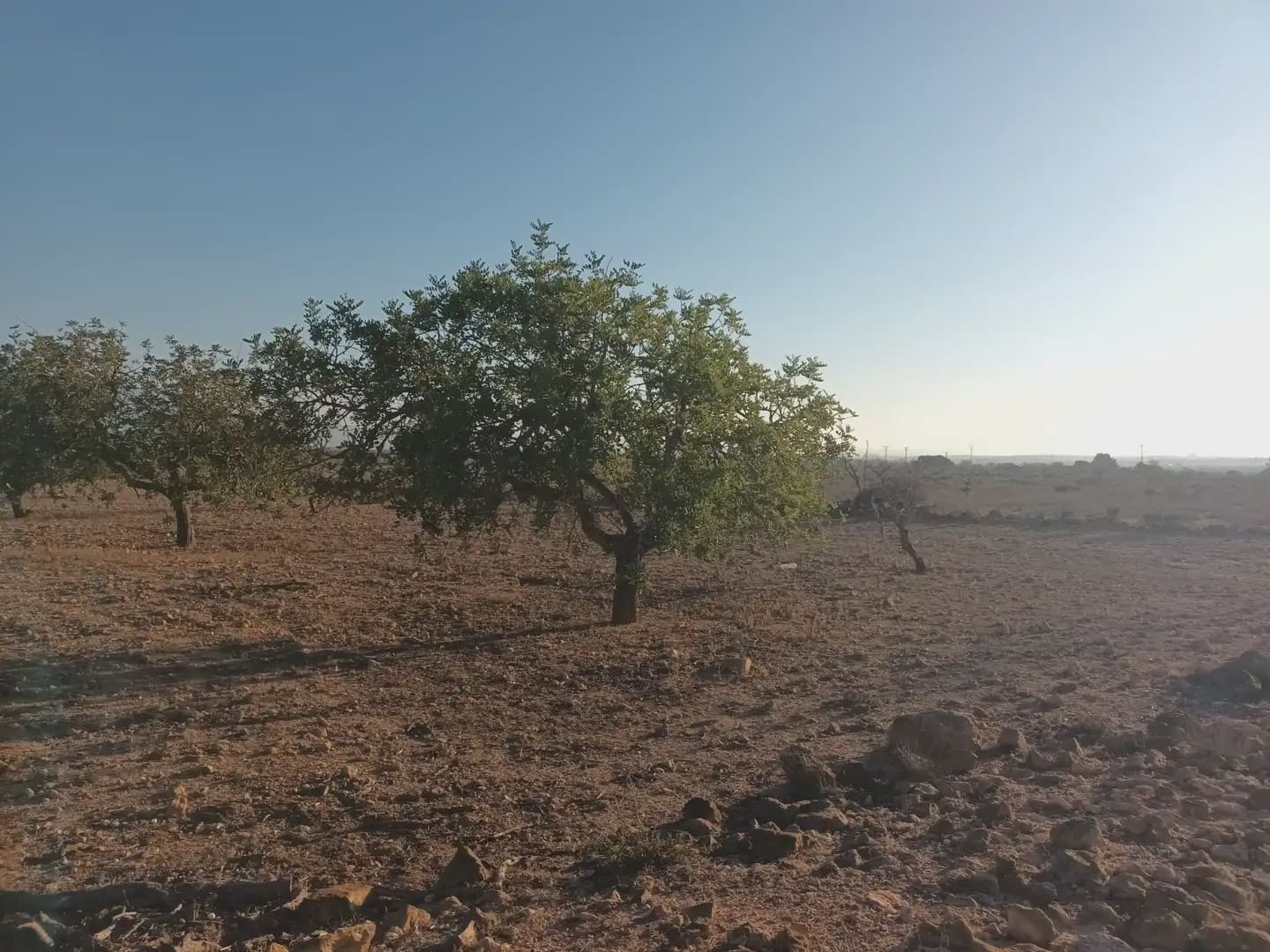 Teren niezagospodarowany na sprzedaż w Fuente Alamo de Murcia - 25 000 € (Ref: 10009394)
