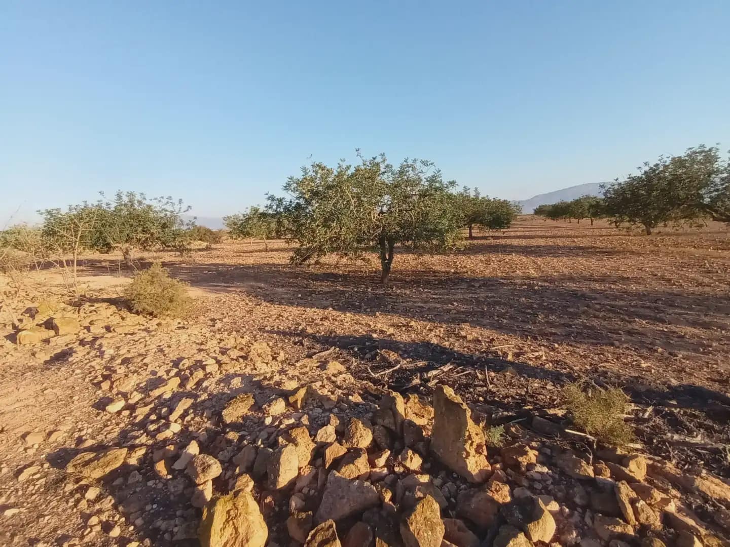 Teren niezagospodarowany na sprzedaż w Fuente Alamo de Murcia - 25 000 € (Ref: 10009394)
