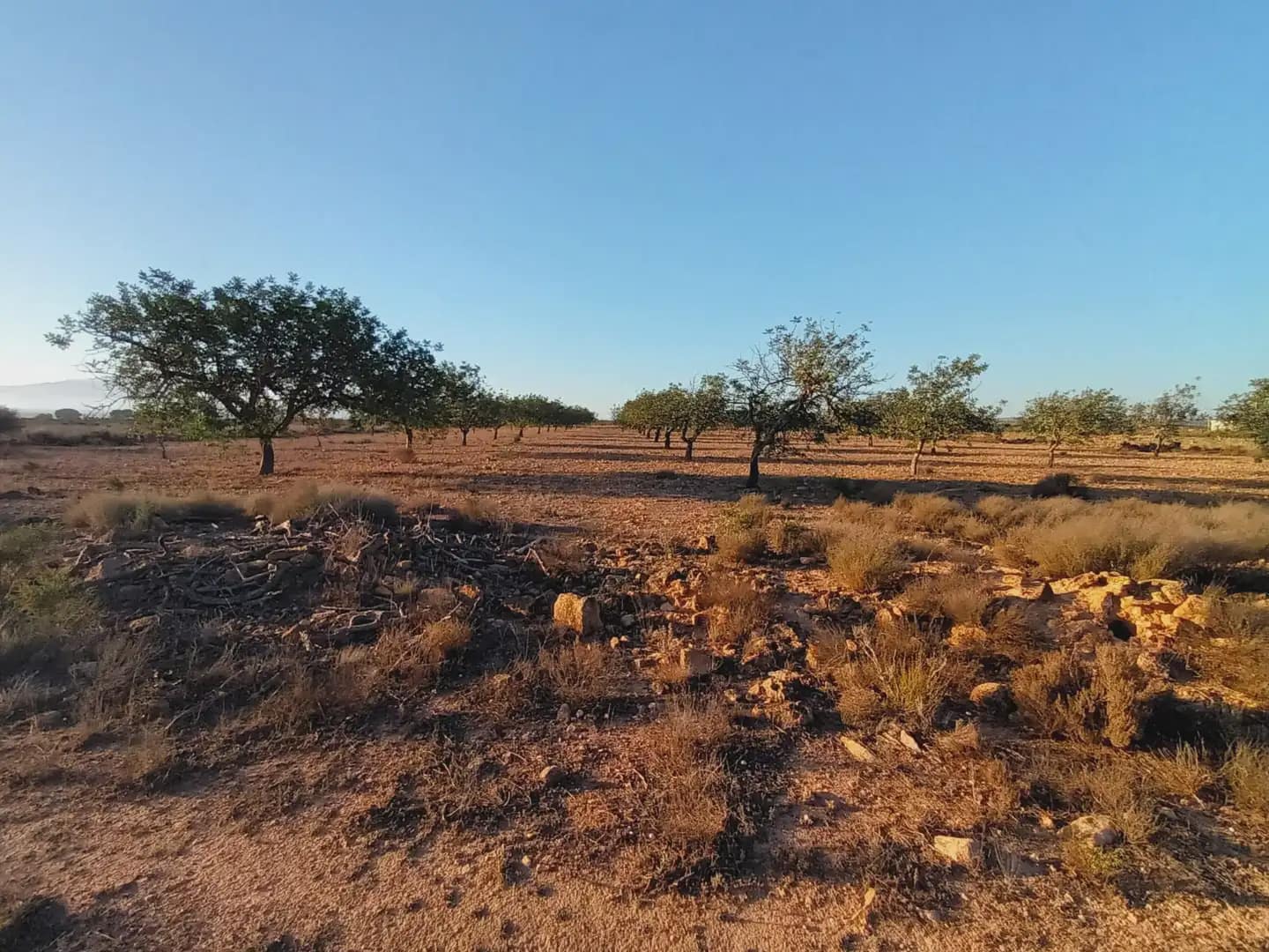 Teren niezagospodarowany na sprzedaż w Fuente Alamo de Murcia - 25 000 € (Ref: 10009394)
