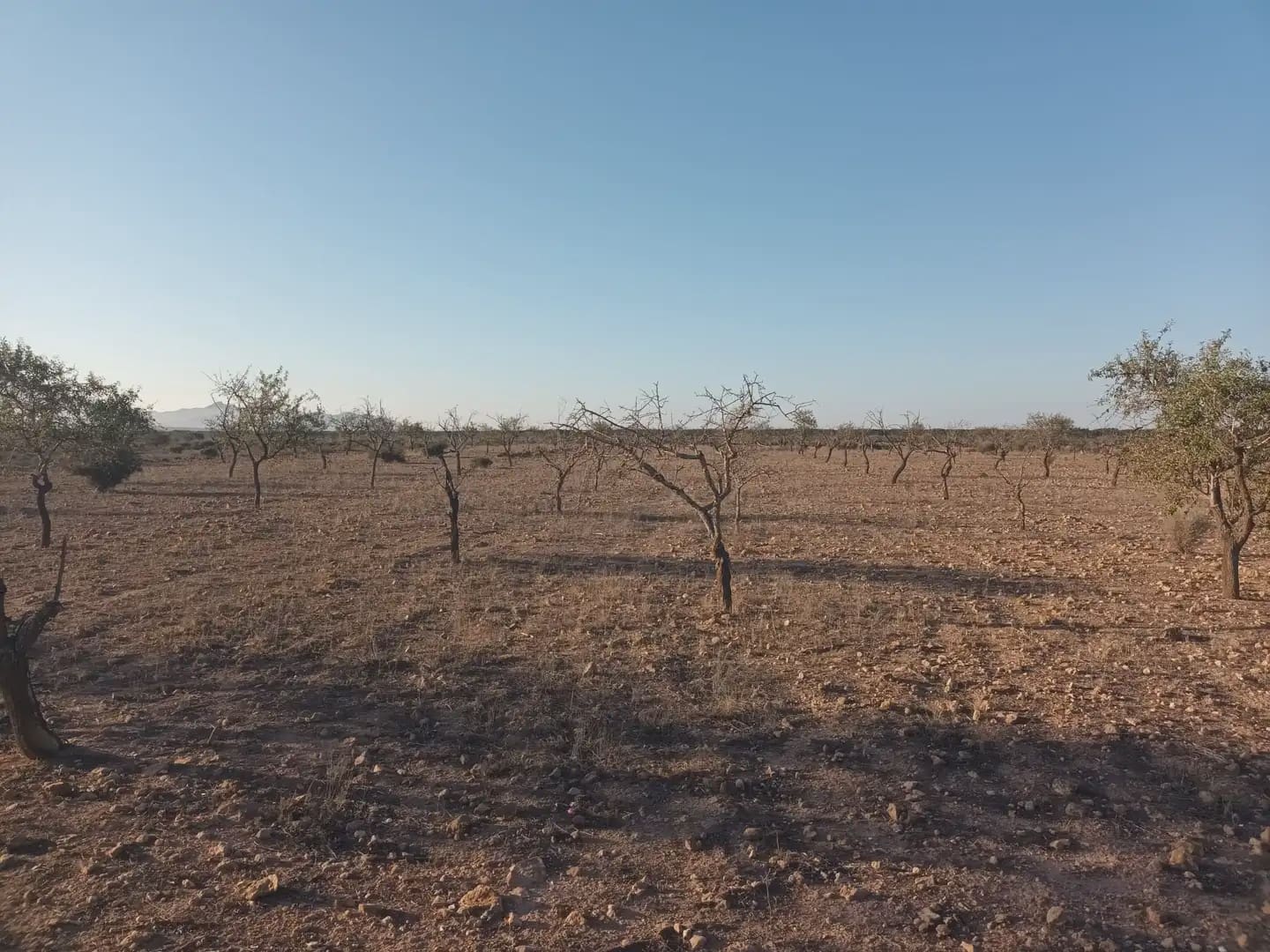 Teren niezagospodarowany na sprzedaż w Fuente Alamo de Murcia - 25 000 € (Ref: 10009394)