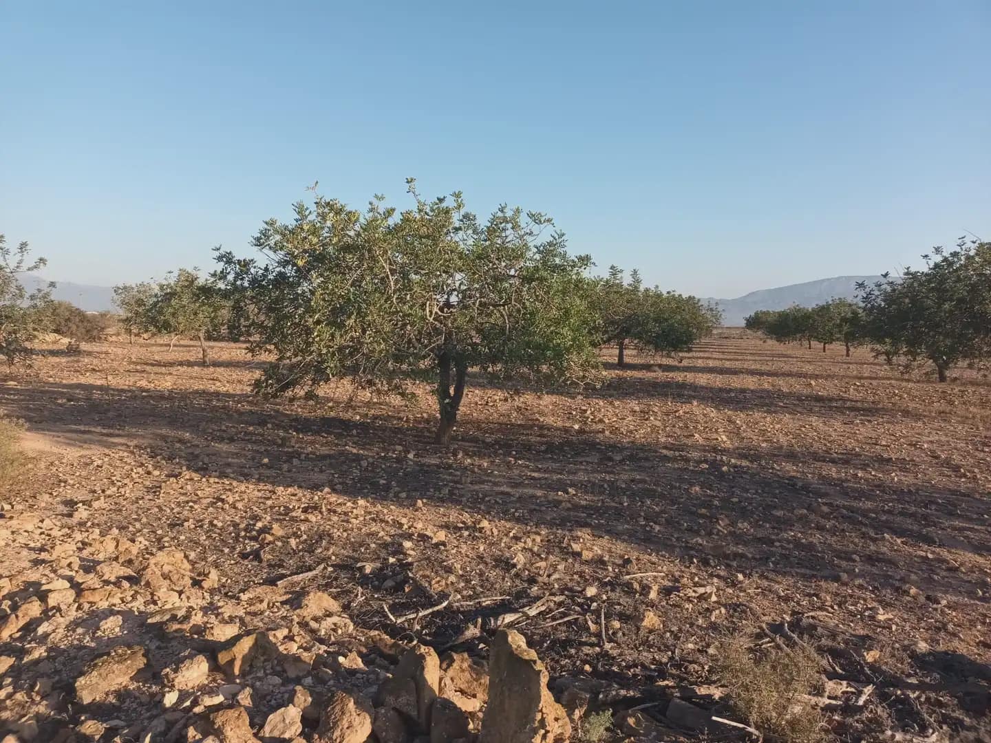 Teren niezagospodarowany na sprzedaż w Fuente Alamo de Murcia - 25 000 € (Ref: 10009394)