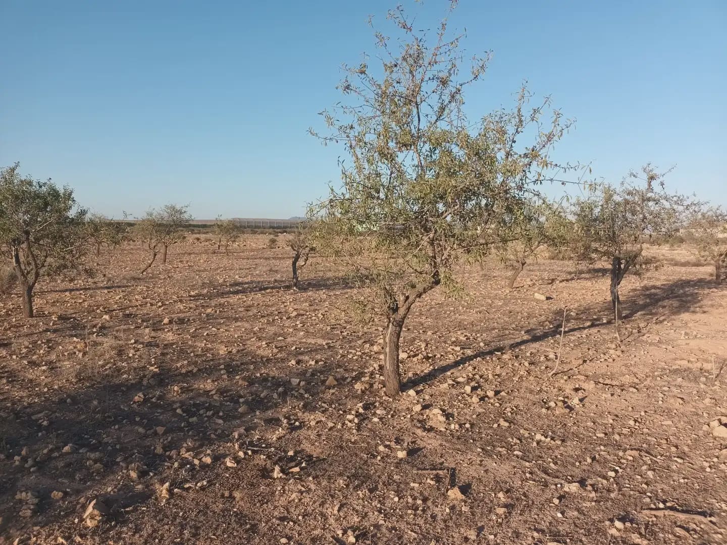 Teren niezagospodarowany na sprzedaż w Fuente Alamo de Murcia - 25 000 € (Ref: 10009394)