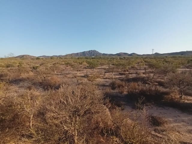 Mark till salu i Cuevas de Reyllo, Fuente Alamo de Murcia - 62 546 € (Ref: 10009408)
