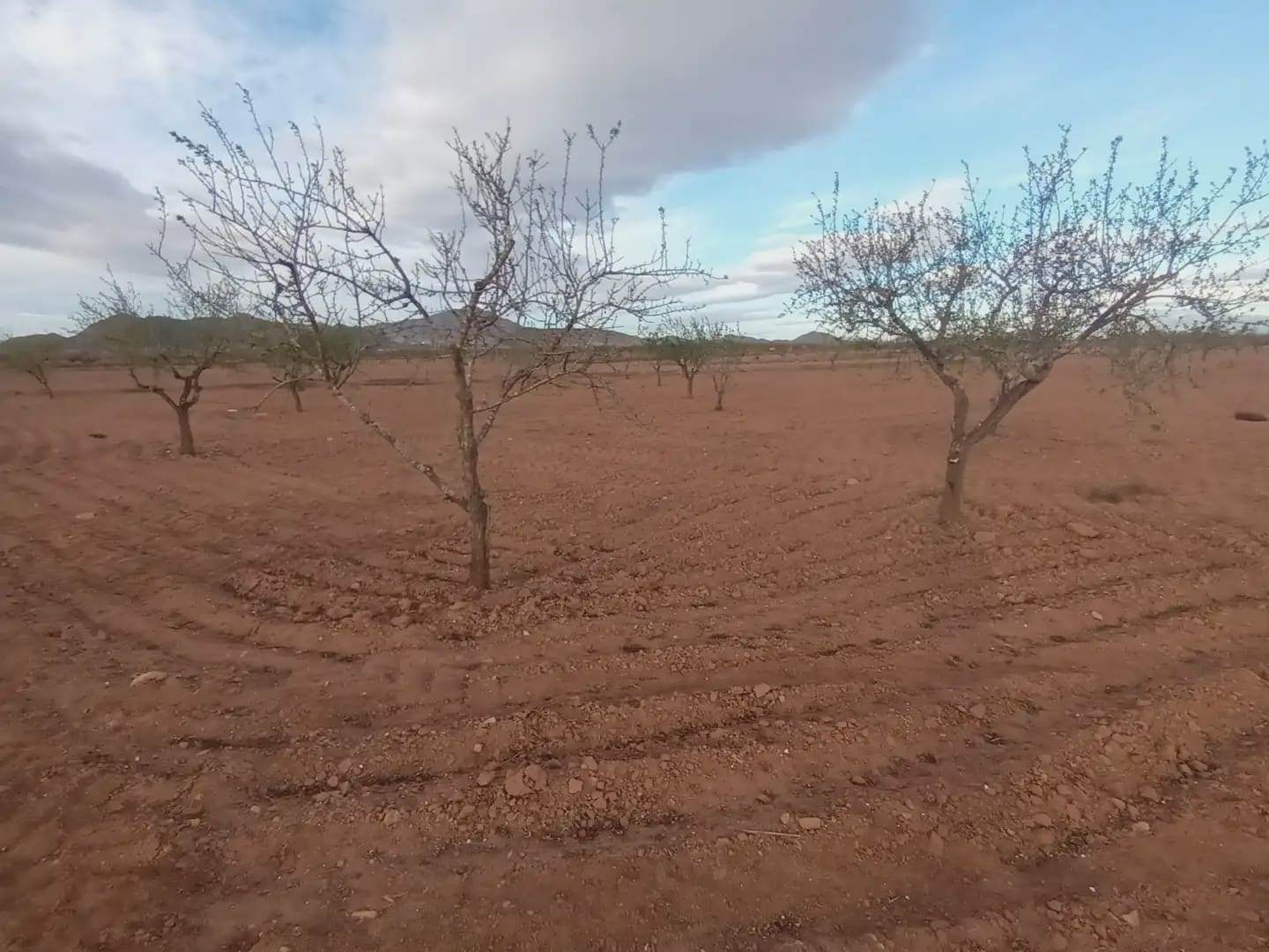 Undeveloped Land for sale in Fuente Alamo de Murcia - € 7,900 (Ref: 10009441)