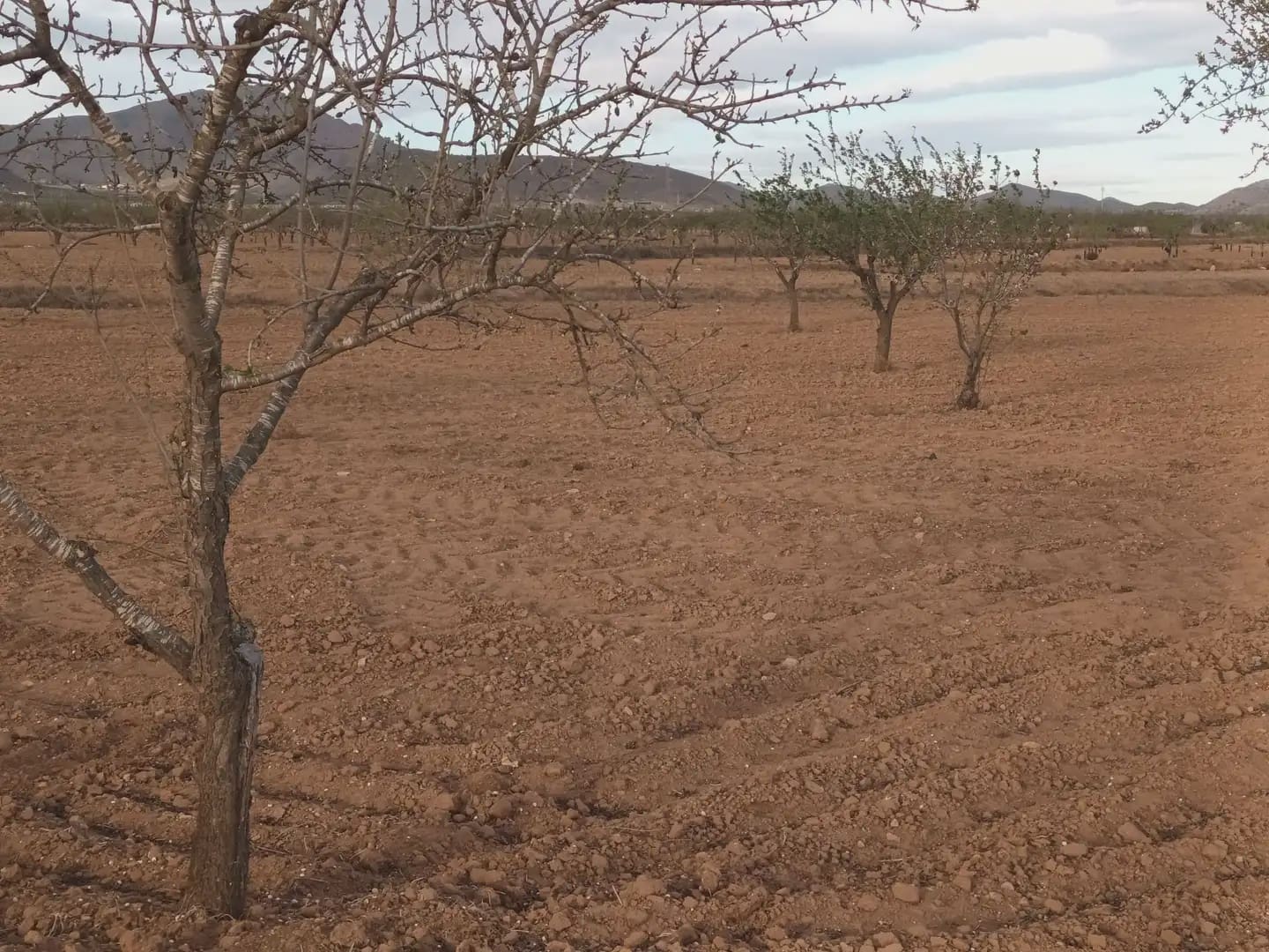 Undeveloped Land for sale in Fuente Alamo de Murcia - € 7,900 (Ref: 10009441)