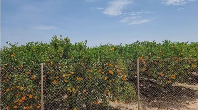 Teren niezagospodarowany na sprzedaż w La Aljorra, Kartagena - 240 000 € (Ref: 10009452)