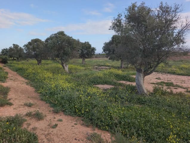 Terre non Aménagée à vendre à La Aljorra, Carthagène - 80 000 € (Ref: 10009462)